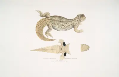 Hardwicke’s Uromastix, Uromastix Hardwickii. From Hindustan. av John Edward Gray