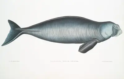 Indický dugong, Halicora dugung, John Edward Gray