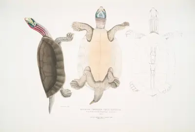 Kachuga Terrapin, Emys Kachuga. av John Edward Gray