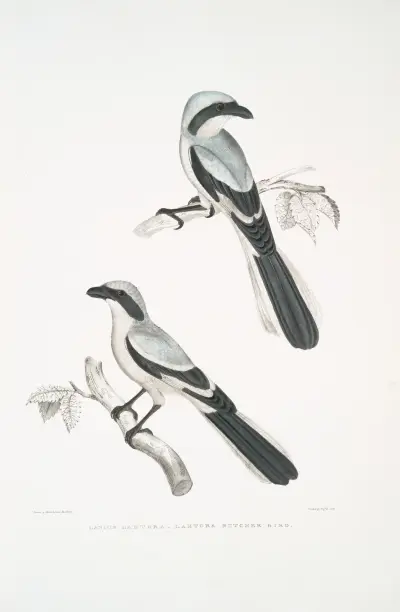 Lahtora Butcher Bird, Lanius Lahtora. av John Edward Gray