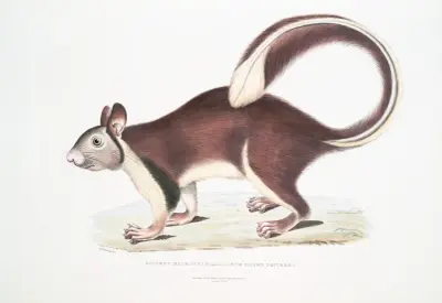 Large tailed Squirrel, Sciurus macrourus. av John Edward Gray