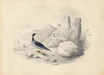 En skrake av Edward Lear