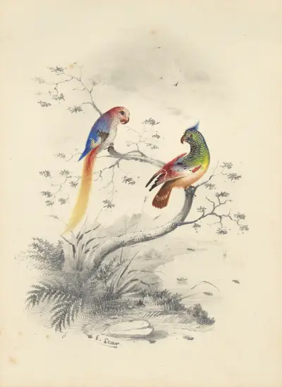 Ett par papegojor av Edward Lear