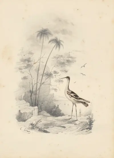 En skärfläcka av Edward Lear