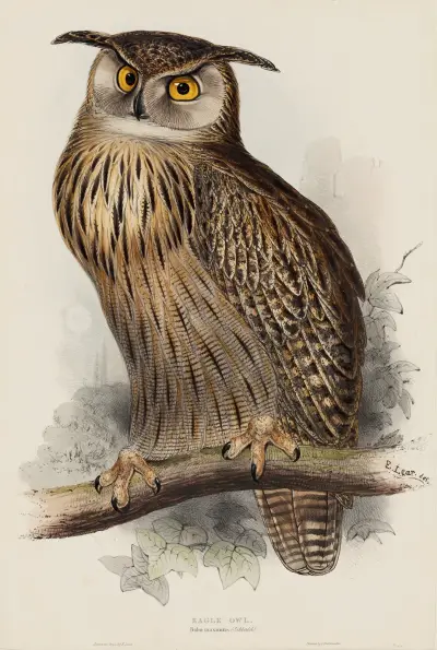 Berguv. Bubo maximus av Edward Lear