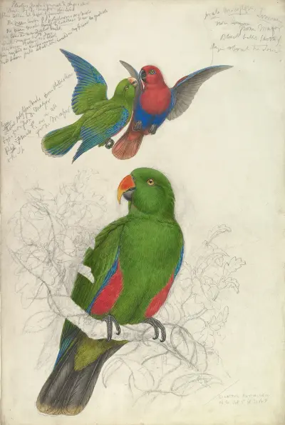 Eclectus Roratus Polychloros av Edward Lear