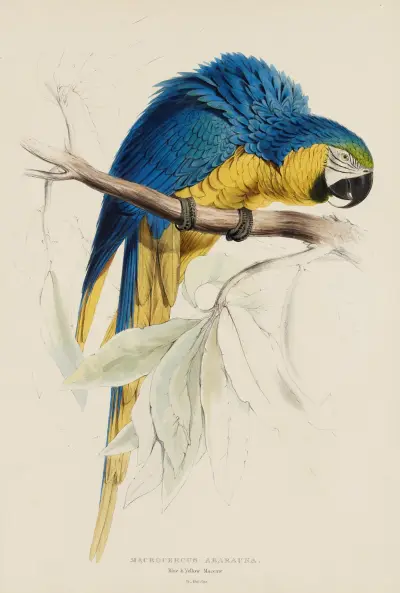 Macrocercus Ararauna. Blå och gul ara av Edward Lear