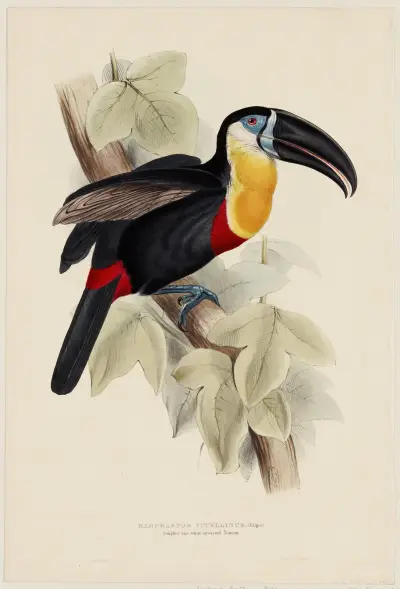 Ramphastos Vitellinus (Illiger) av Edward Lear