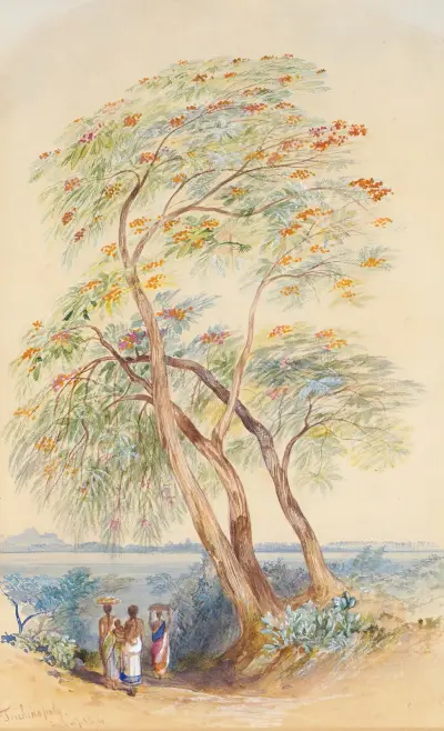 Tree Study, Trichinopoly, India av Edward Lear