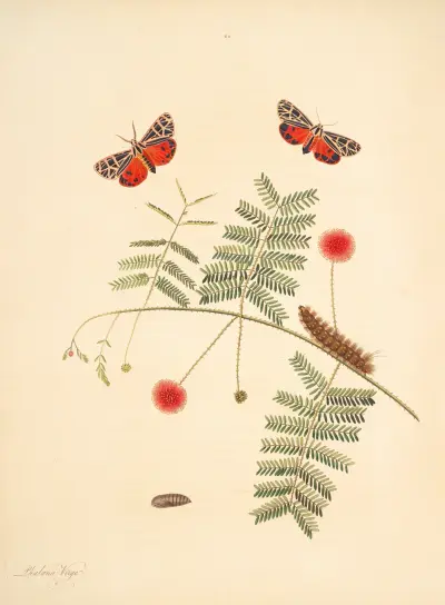 The natural history of the rarer lepidopterous insects of Georgia Pl.062 av James Edward Smith