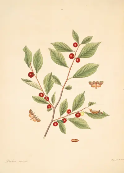 The natural history of the rarer lepidopterous insects of Georgia Pl.086 av James Edward Smith