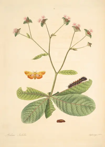 The natural history of the rarer lepidopterous insects of Georgia Pl.066 av James Edward Smith