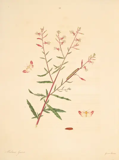 The natural history of the rarer lepidopterous insects of Georgia Pl.099 av James Edward Smith
