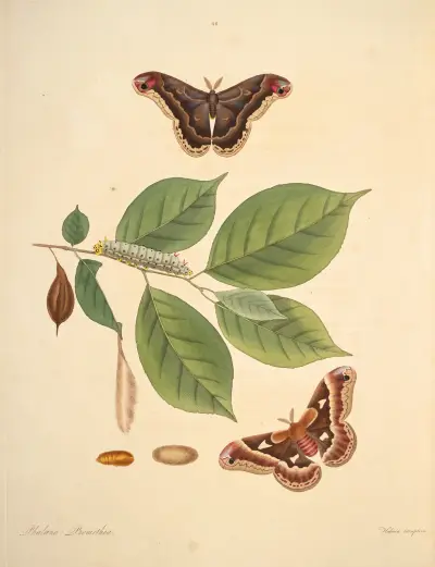 The natural history of the rarer lepidopterous insects of Georgia Pl.046 av James Edward Smith
