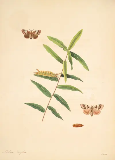 The natural history of the rarer lepidopterous insects of Georgia Pl.078 av James Edward Smith
