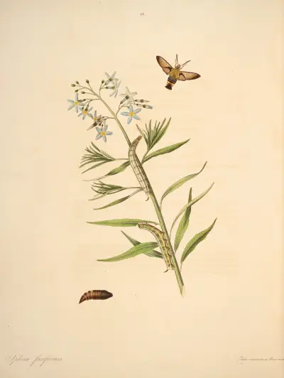 The natural history of the rarer lepidopterous insects of Georgia Pl.043 av James Edward Smith