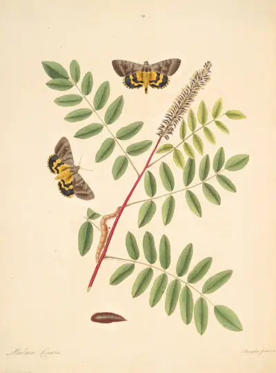 The natural history of the rarer lepidopterous insects of Georgia Pl.089 av James Edward Smith