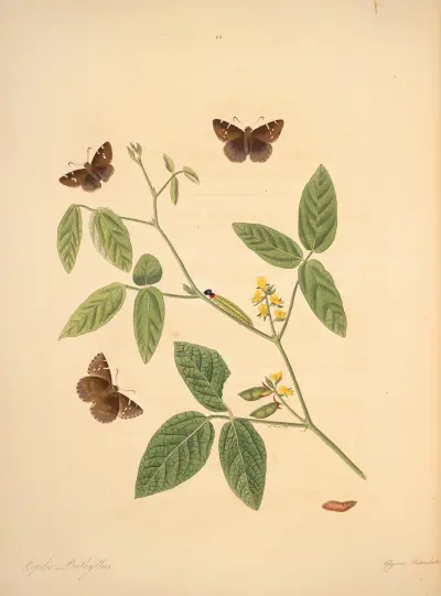 The natural history of the rarer lepidopterous insects of Georgia Pl.022 av James Edward Smith