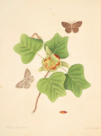 The natural history of the rarer lepidopterous insects of Georgia Pl.102 av James Edward Smith