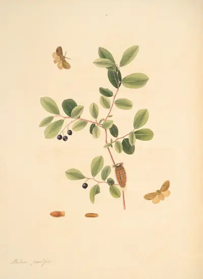 The natural history of the rarer lepidopterous insects of Georgia Pl.054 av James Edward Smith