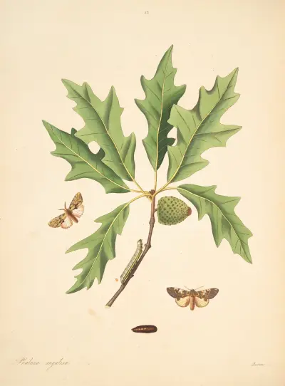 The natural history of the rarer lepidopterous insects of Georgia Pl.083 av James Edward Smith