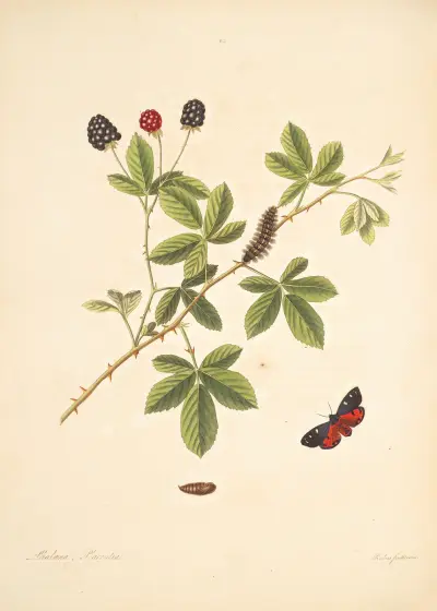 The natural history of the rarer lepidopterous insects of Georgia Pl.065 av James Edward Smith
