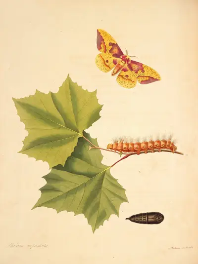 The natural history of the rarer lepidopterous insects of Georgia Pl.055 av James Edward Smith