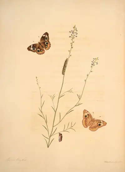 The natural history of the rarer lepidopterous insects of Georgia Pl.008 av James Edward Smith