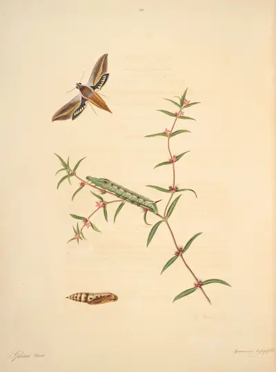 The natural history of the rarer lepidopterous insects of Georgia Pl.038 av James Edward Smith