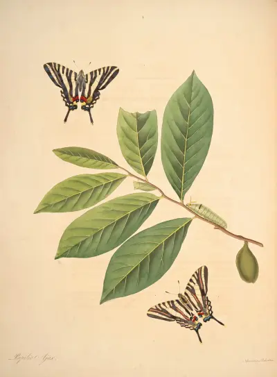The natural history of the rarer lepidopterous insects of Georgia Pl.004 av James Edward Smith