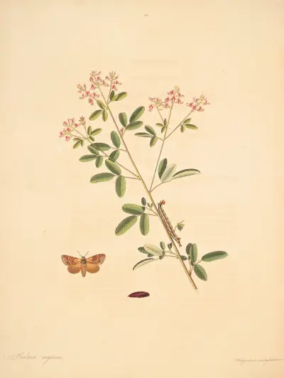 The natural history of the rarer lepidopterous insects of Georgia Pl.084, James Edward Smith