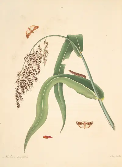 Die Naturgeschichte der selteneren Schmetterlingsinsekten von Georgia Taf. 096 von James Edward Smith