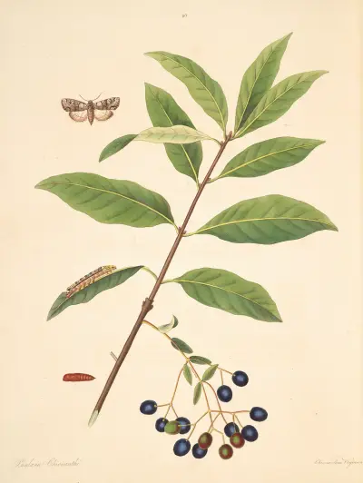 Die Naturgeschichte der selteneren Schmetterlingsinsekten von Georgia, Tafel 098 von James Edward Smith