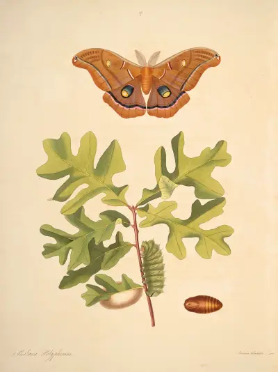 Die Naturgeschichte der selteneren Schmetterlingsarten Georgiens Taf. 047 von James Edward Smith