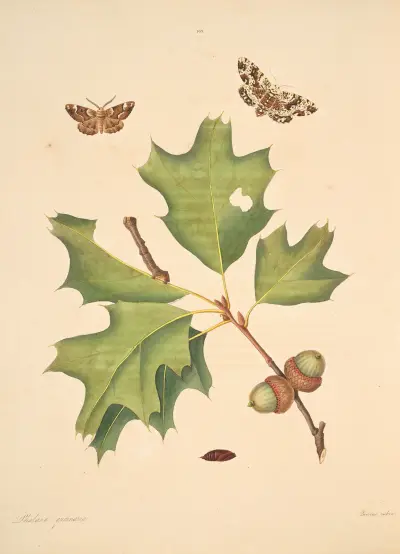 Naturgeschichte der selteneren Schmetterlingsinsekten von Georgia, Tafel 103 von James Edward Smith