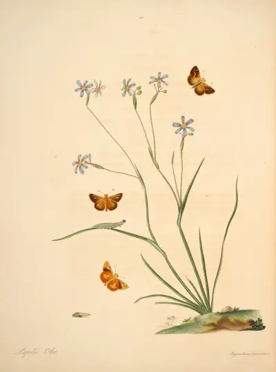 Historia naturalna rzadszych motyli Georgii, tabl. 16, James Edward Smith
