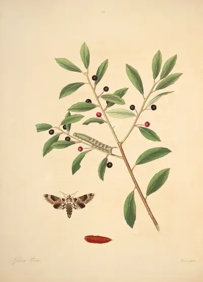 The natural history of the rarer lepidopterous insects of Georgia Pl.035 av James Edward Smith