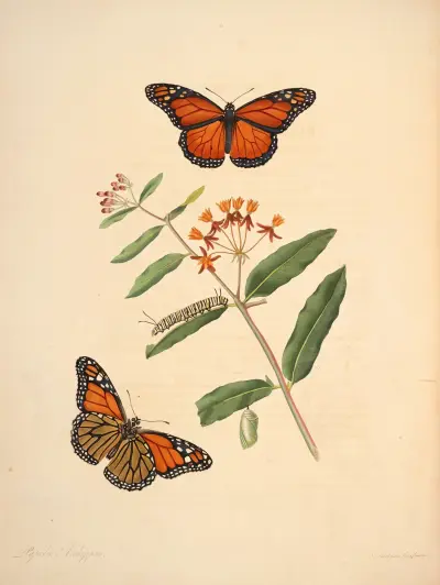 The natural history of the rarer lepidopterous insects of Georgia Pl.006 av James Edward Smith