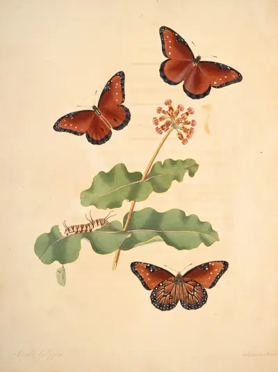 Die Naturgeschichte der selteneren Schmetterlingsinsekten von Georgia – Taf. 7 von James Edward Smith