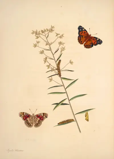 Die Naturgeschichte der selteneren Schmetterlingsinsekten von Georgia Taf. 009 von James Edward Smith