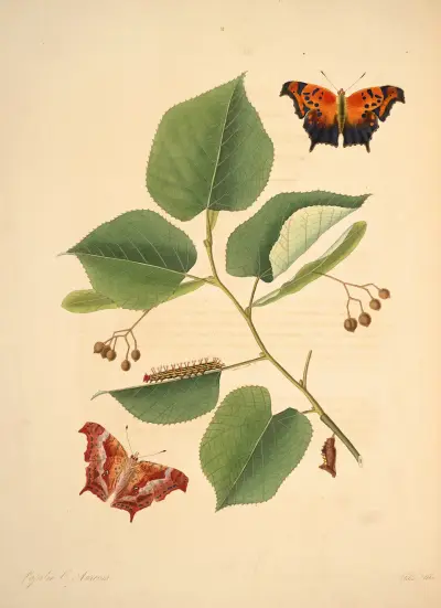 The natural history of the rarer lepidopterous insects of Georgia Pl.011 av James Edward Smith