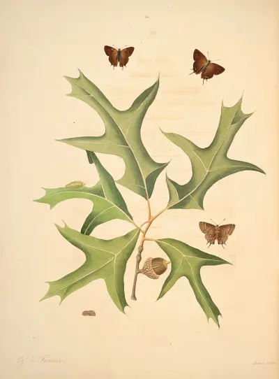 The natural history of the rarer lepidopterous insects of Georgia Pl.014 av James Edward Smith