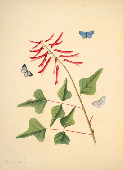 The natural history of the rarer lepidopterous insects of Georgia Pl.015 von James Edward Smith