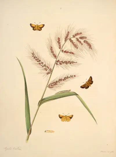 The natural history of the rarer lepidopterous insects of Georgia Pl.017 av James Edward Smith