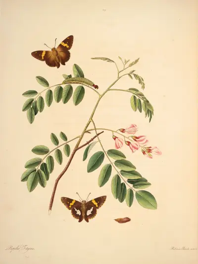 The Natural History of the Rarer Lepidopterous Insects of Georgia, plansch 19 av James Edward Smith