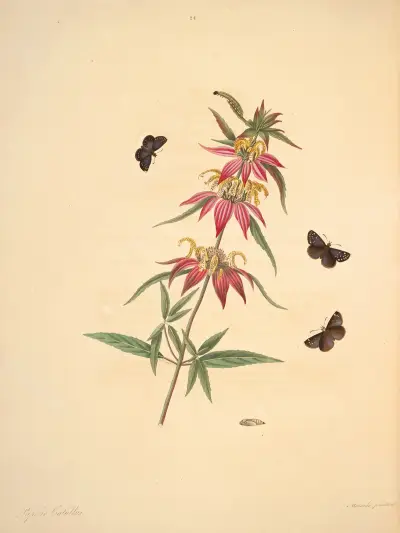 The natural history of the rarer lepidopterous insects of Georgia Pl.024 av James Edward Smith