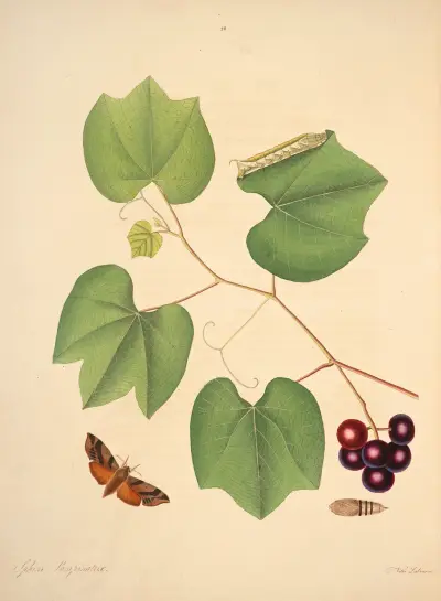 Die Naturgeschichte der selteneren Schmetterlingsarten Georgiens Taf. 028 von James Edward Smith