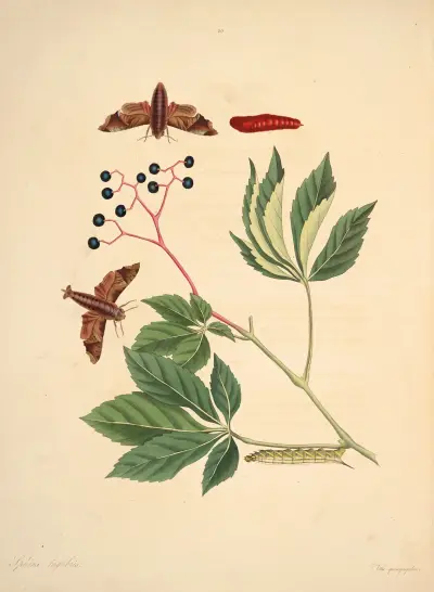 The natural history of the rarer lepidopterous insects of Georgia Pl.030 av James Edward Smith