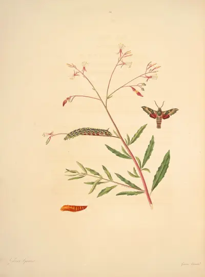 The Natural History of the Rarer Lepidopterous Insects of Georgia Pl. 031, James Edward Smith