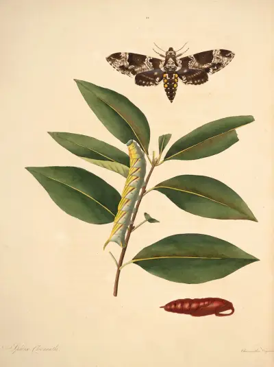 The Natural History of the Rarer Lepidopterous Insects of Georgia, tabule 034, James Edward Smith